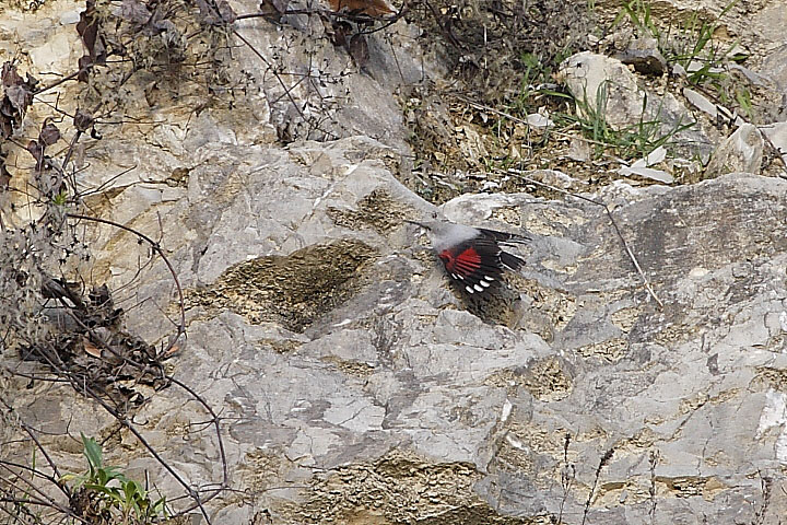 Picchio muraiolo volante